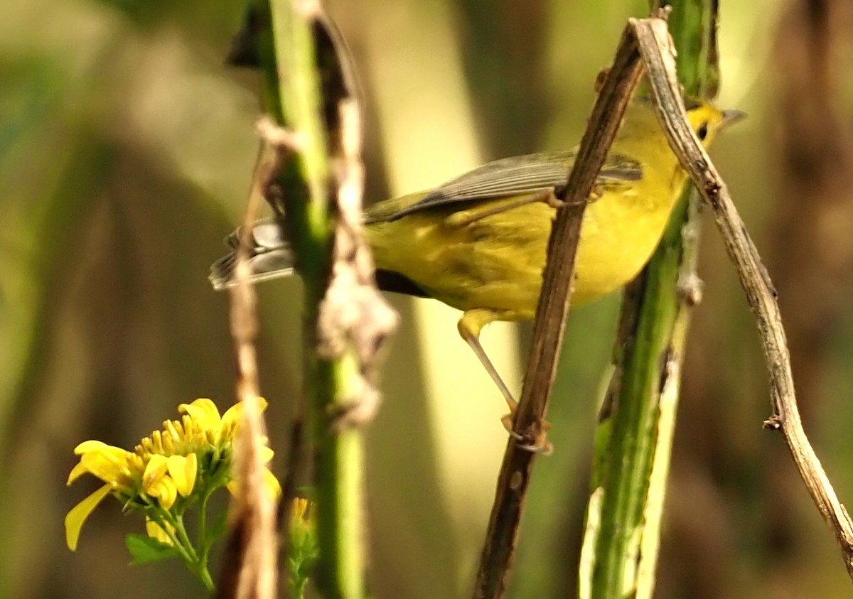 Wilson's Warbler - ML642416415
