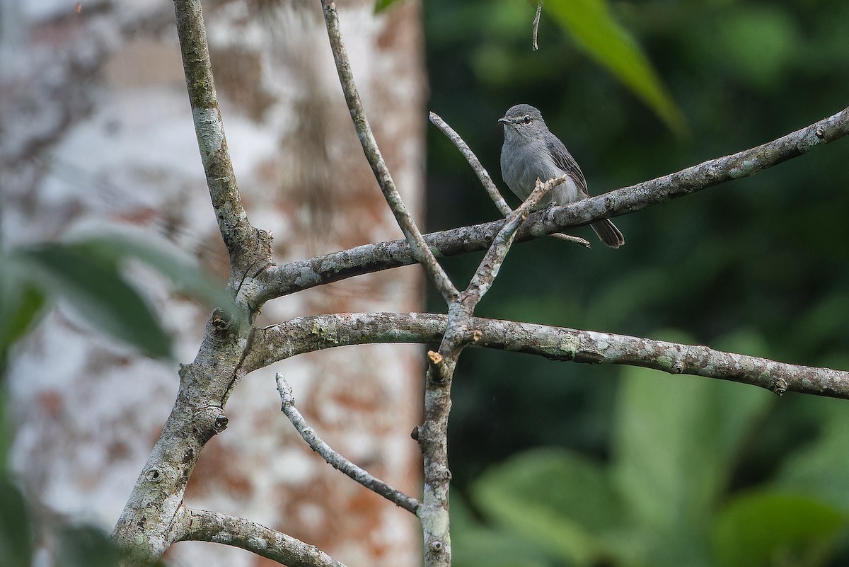 Ashy Flycatcher - ML642416418