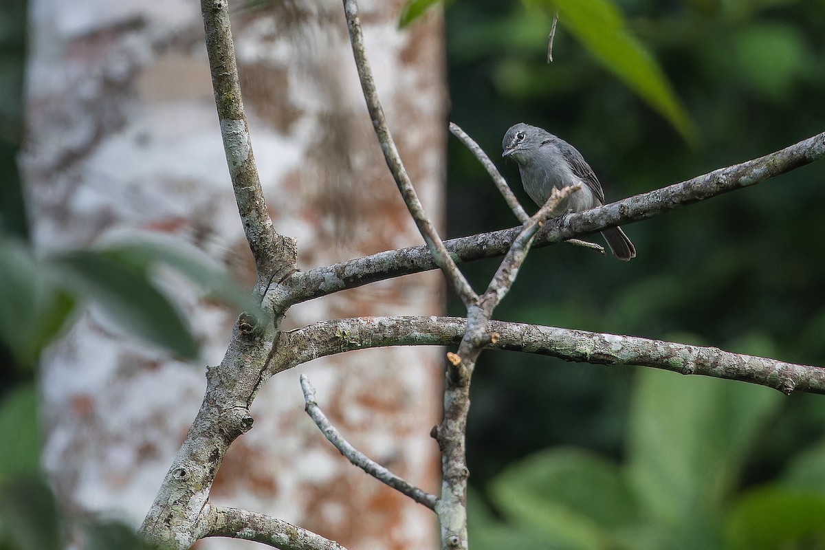 Ashy Flycatcher - ML642416420
