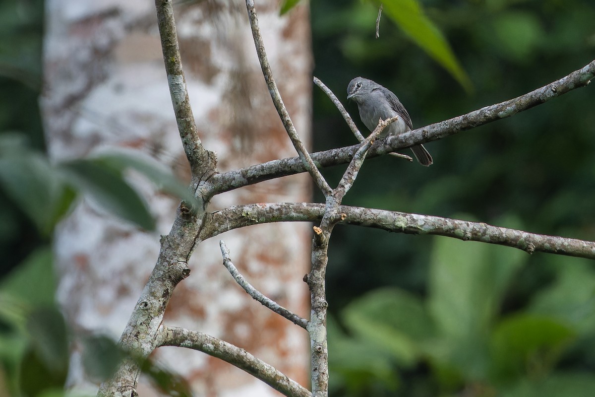 Ashy Flycatcher - ML642416421