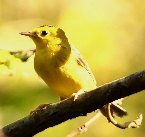Wilson's Warbler - ML642416422