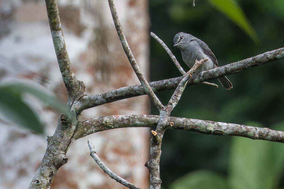 Ashy Flycatcher - ML642416423