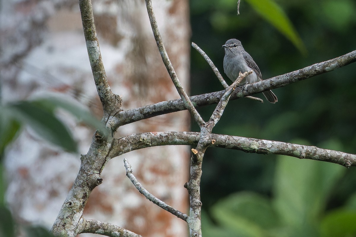 Ashy Flycatcher - ML642416424