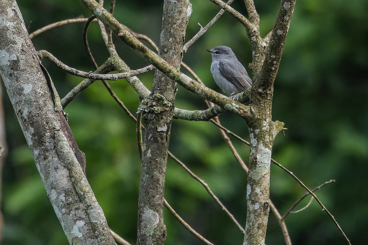 Ashy Flycatcher - ML642416425