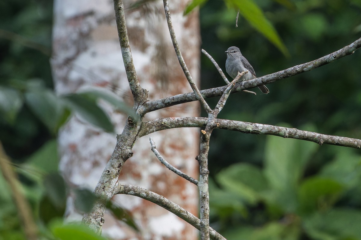 Ashy Flycatcher - ML642416426