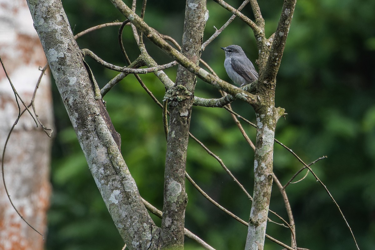 Ashy Flycatcher - ML642416427
