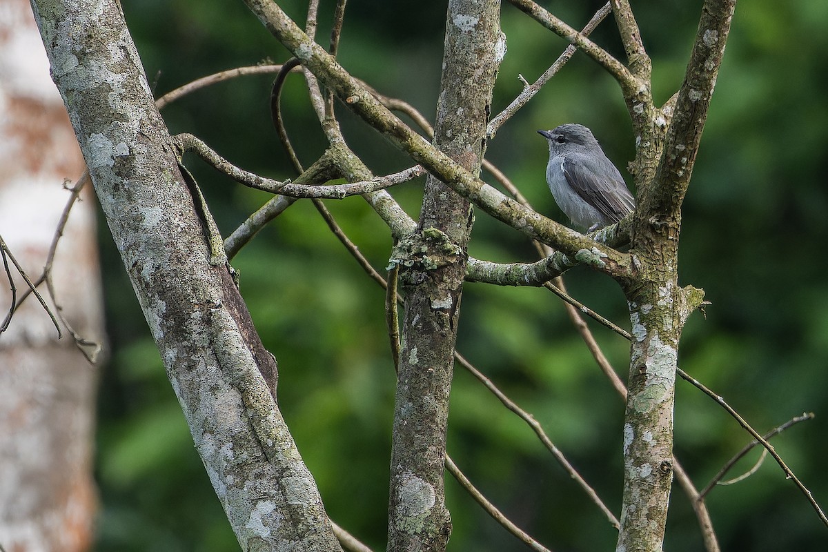 Ashy Flycatcher - ML642416428