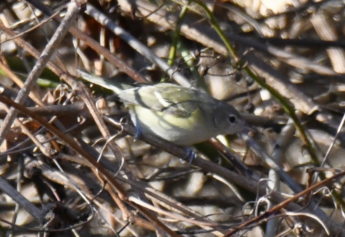Bell's Vireo - ML642416431