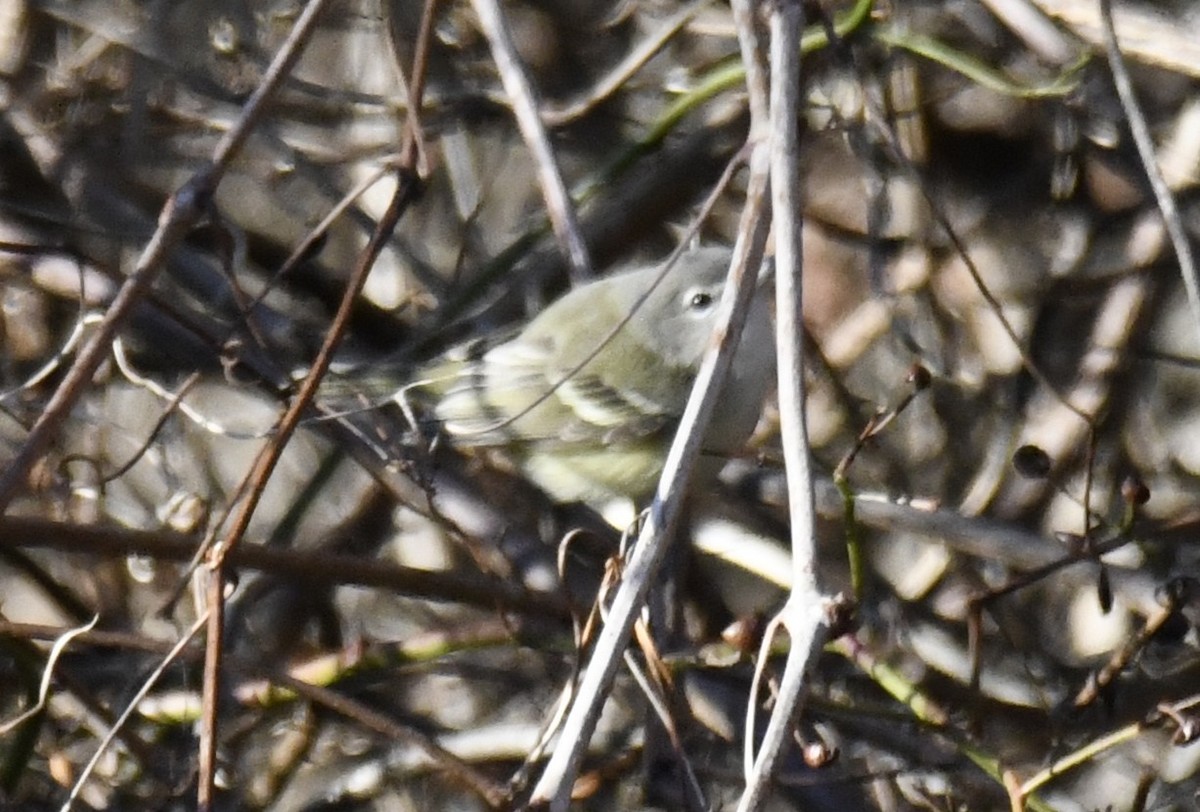 Bell's Vireo - ML642416432