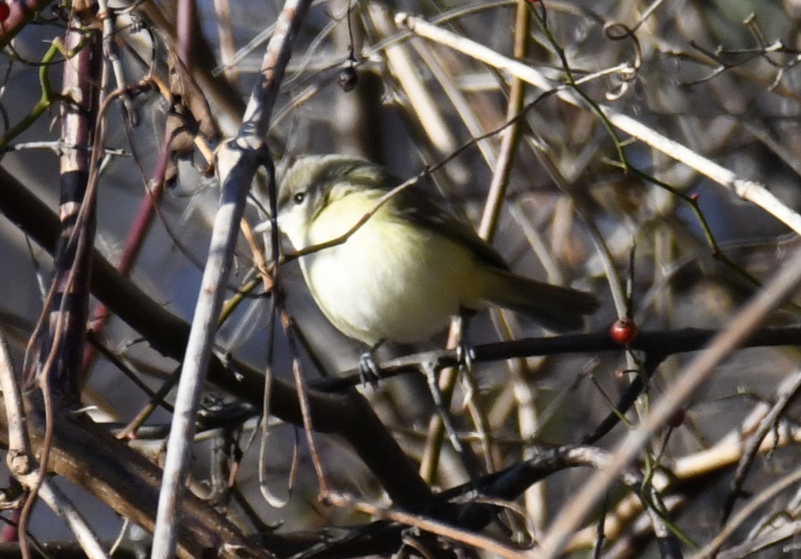 Bell's Vireo - ML642416433