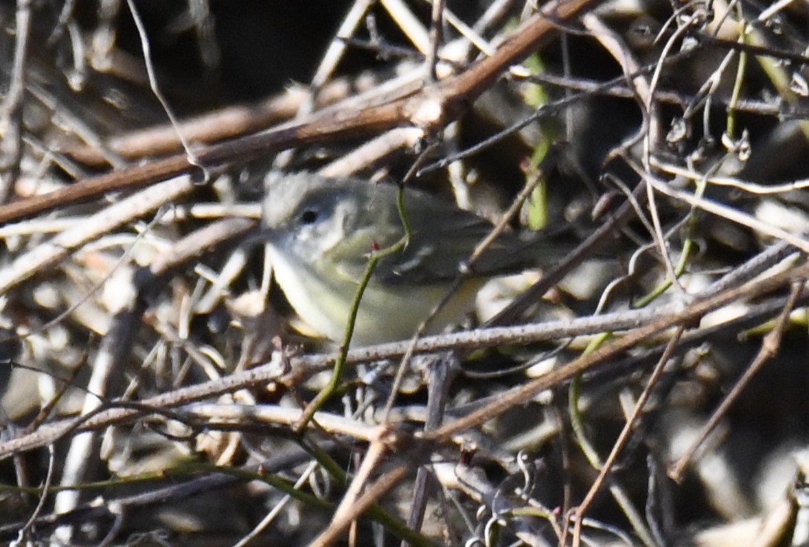 Bell's Vireo - ML642416434