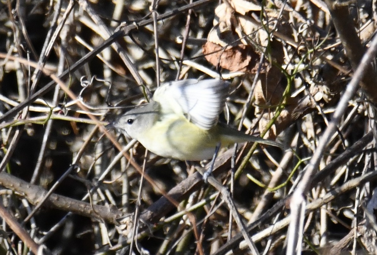 Bell's Vireo - ML642416435