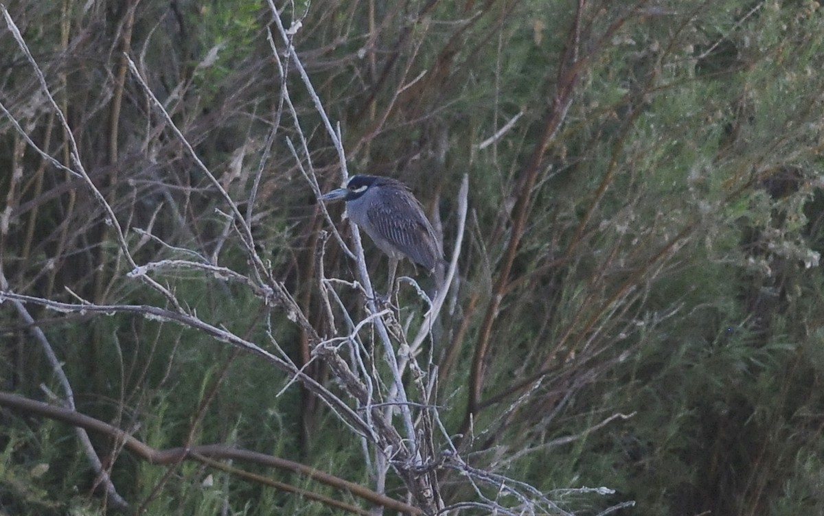 Yellow-crowned Night Heron - ML642416442