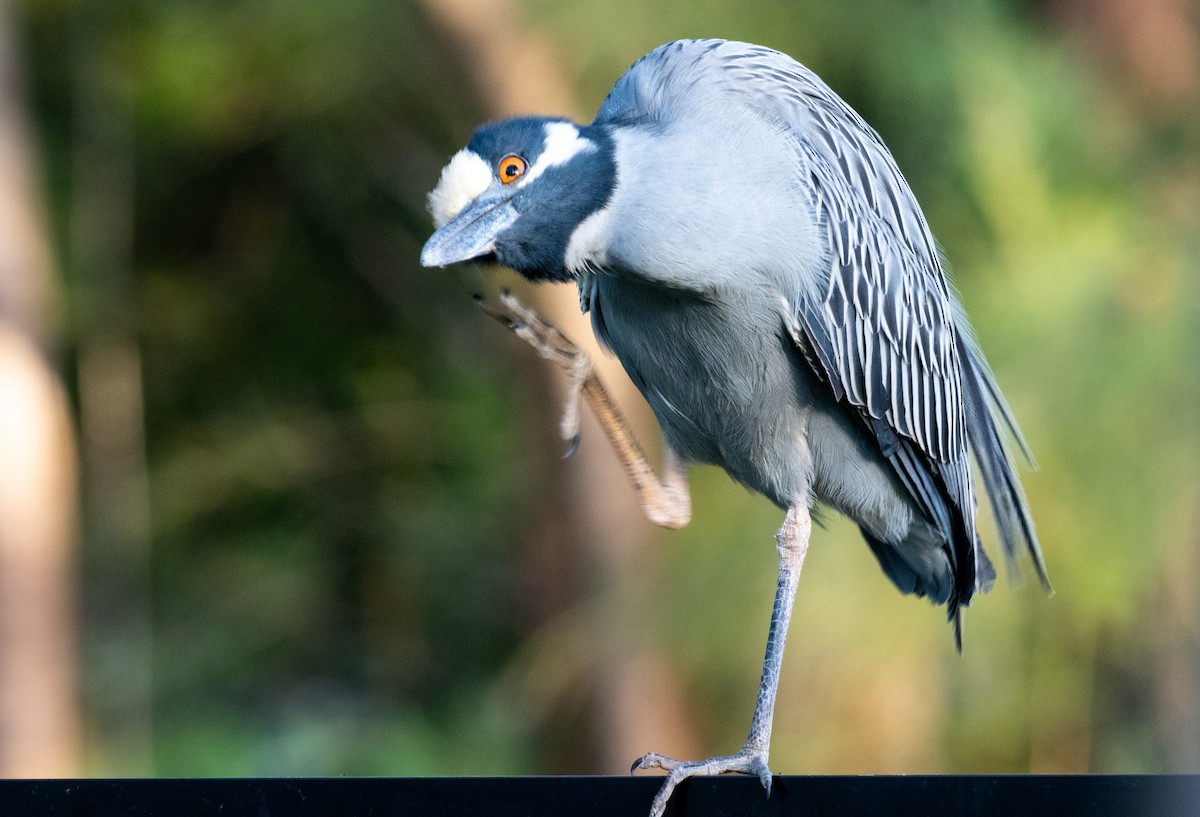 Yellow-crowned Night Heron - ML642416446