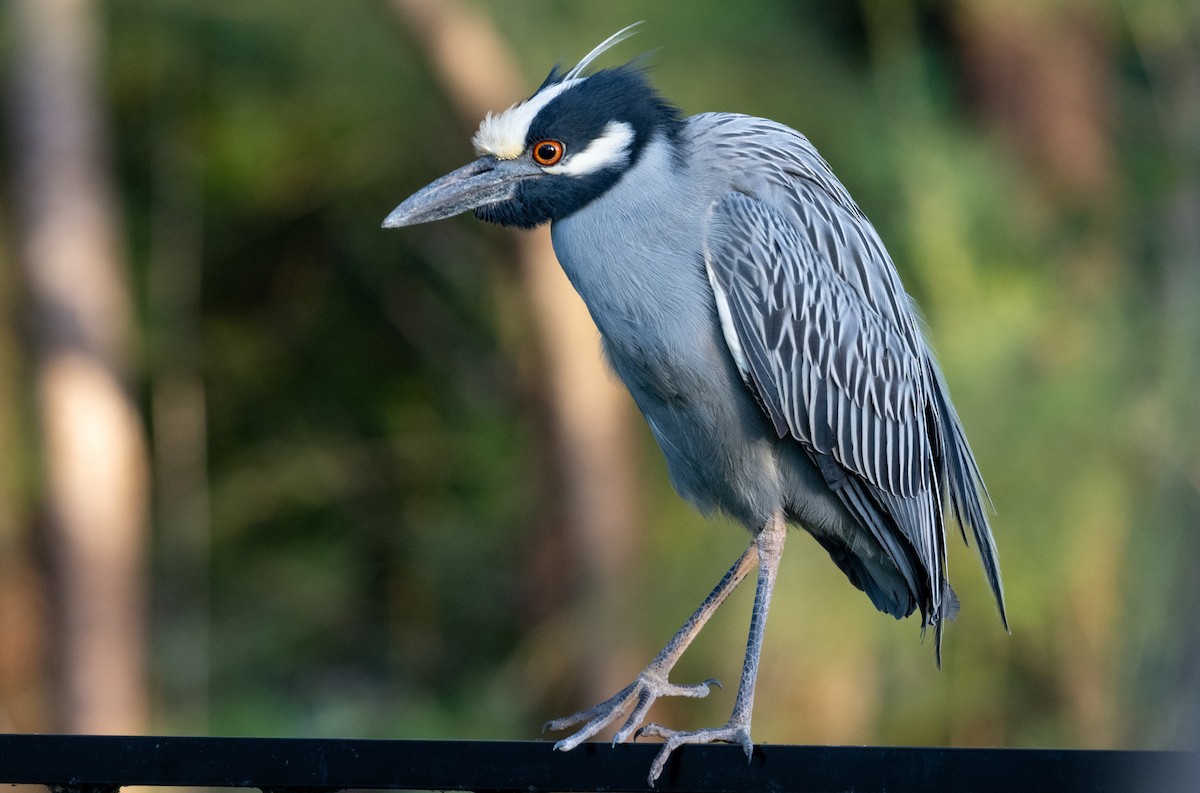 Yellow-crowned Night Heron - ML642416459