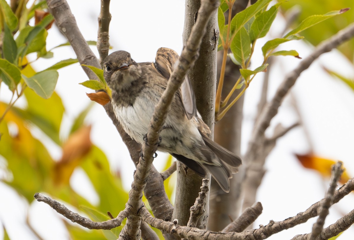 Papamoscas Siberiano (sibirica) - ML642416468