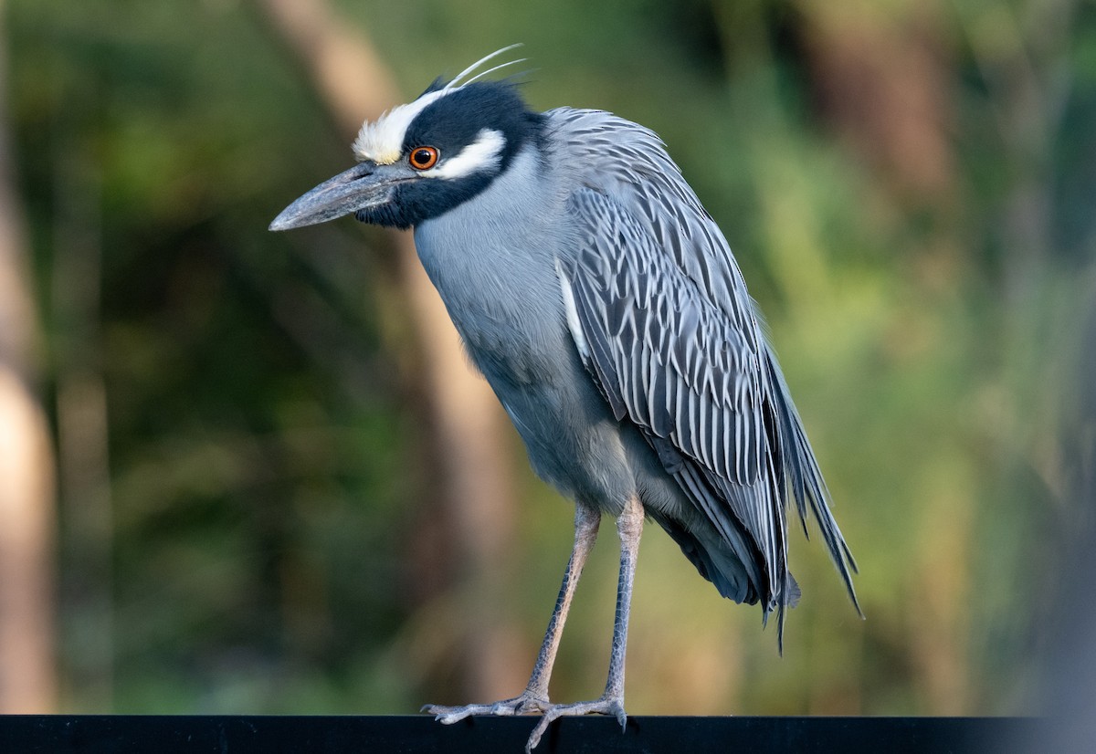 Yellow-crowned Night Heron - ML642416475