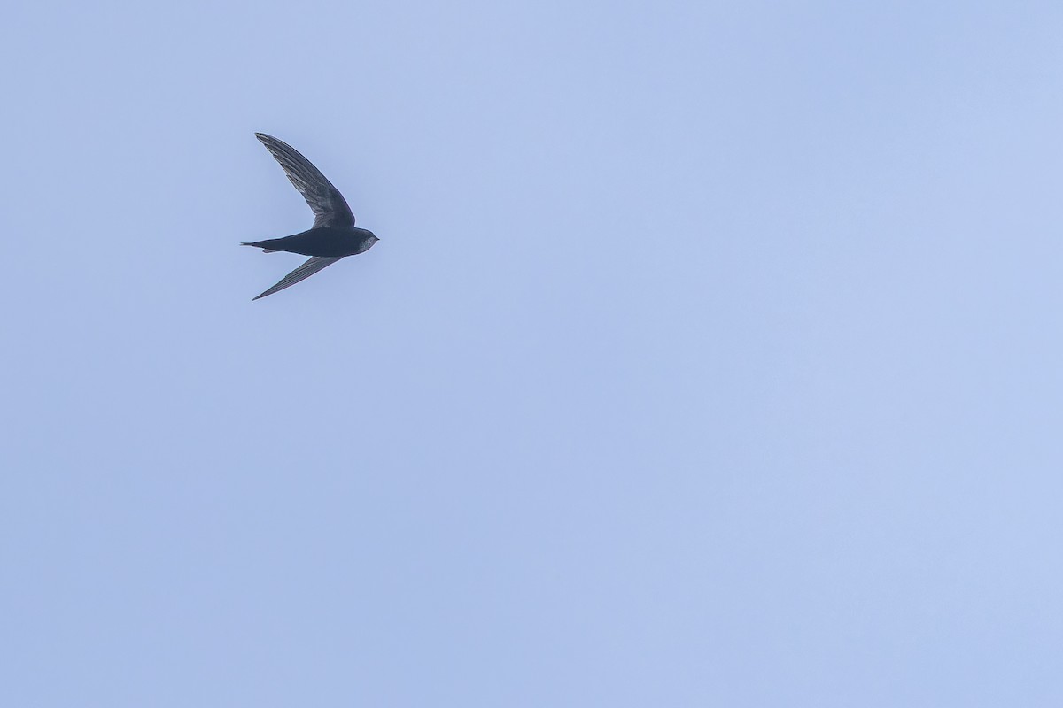 White-rumped Swift - ML642416480