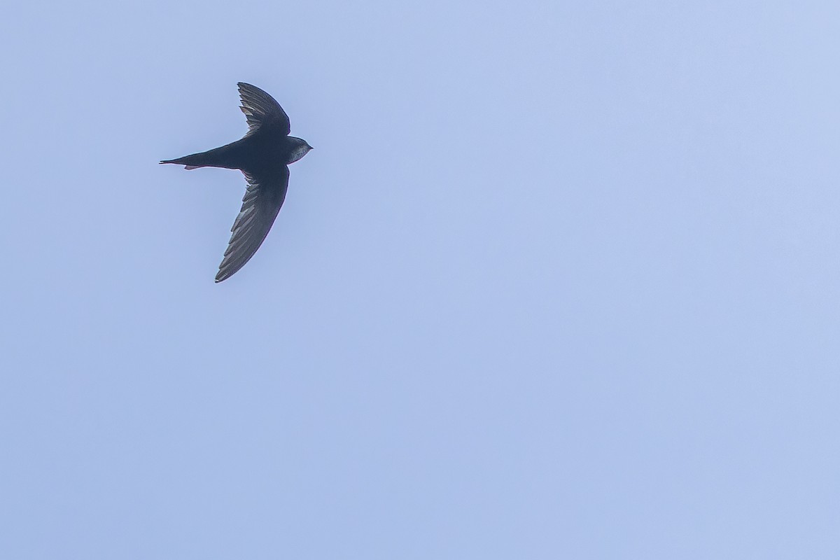 White-rumped Swift - ML642416481