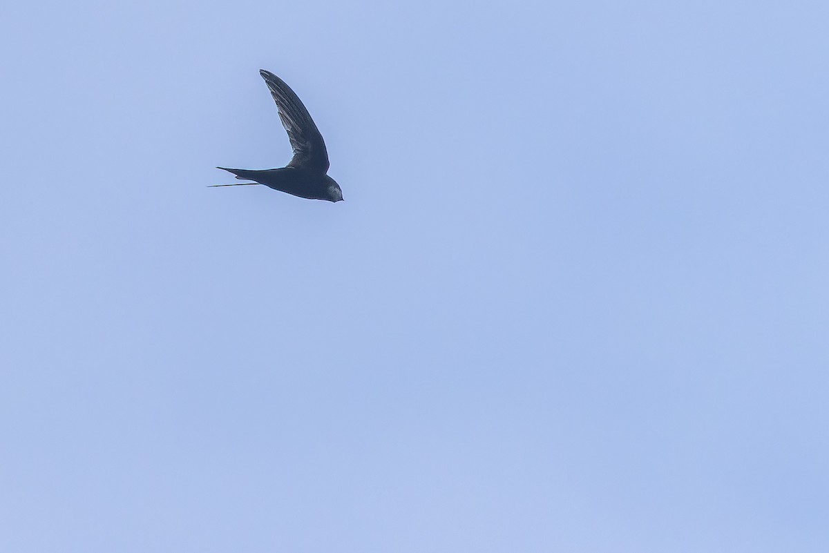 White-rumped Swift - ML642416482