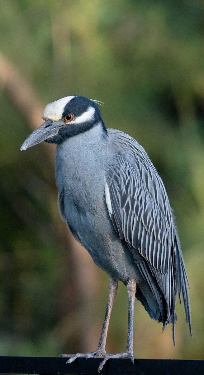 Yellow-crowned Night Heron - ML642416483