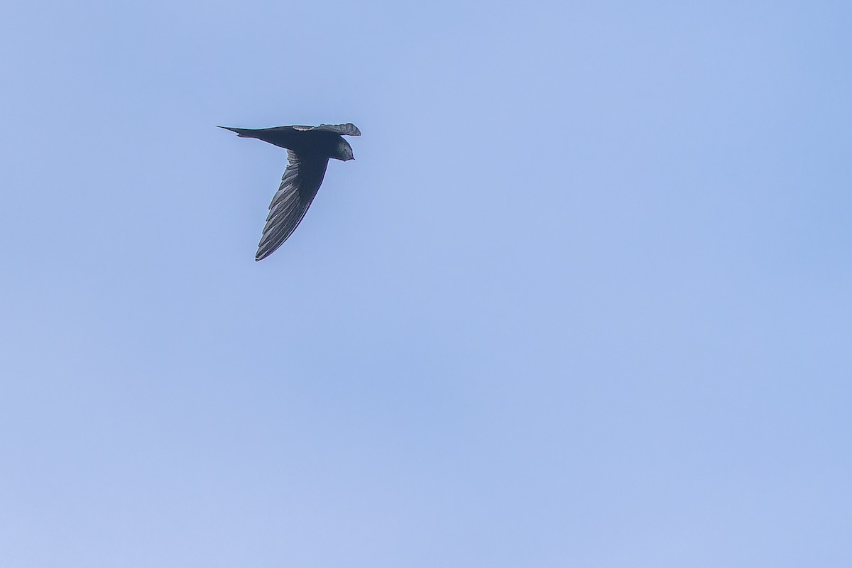 White-rumped Swift - ML642416484