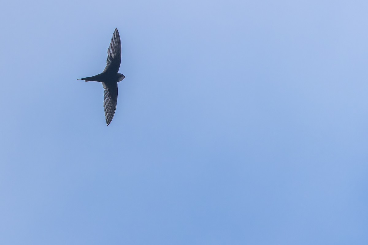 White-rumped Swift - ML642416485