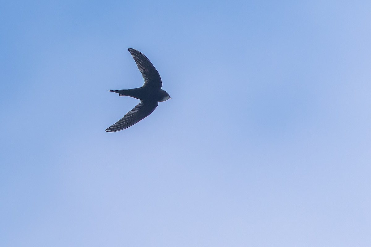 White-rumped Swift - ML642416486