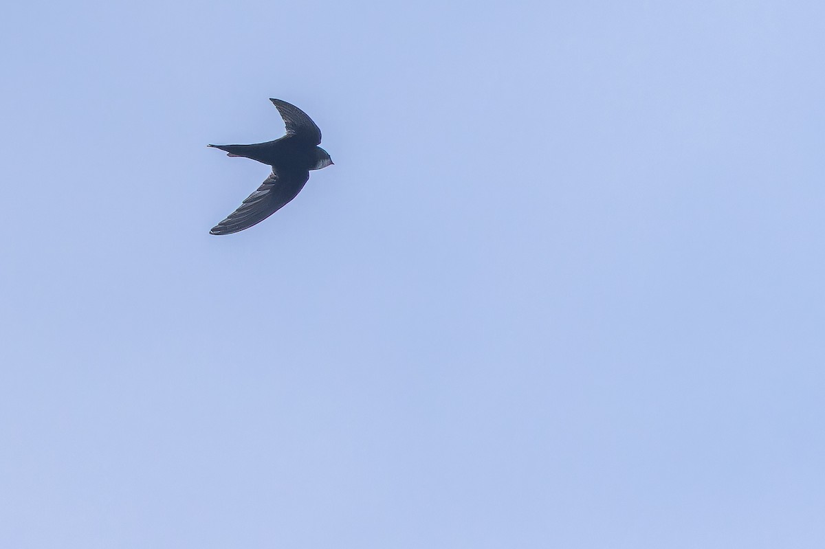 White-rumped Swift - ML642416487