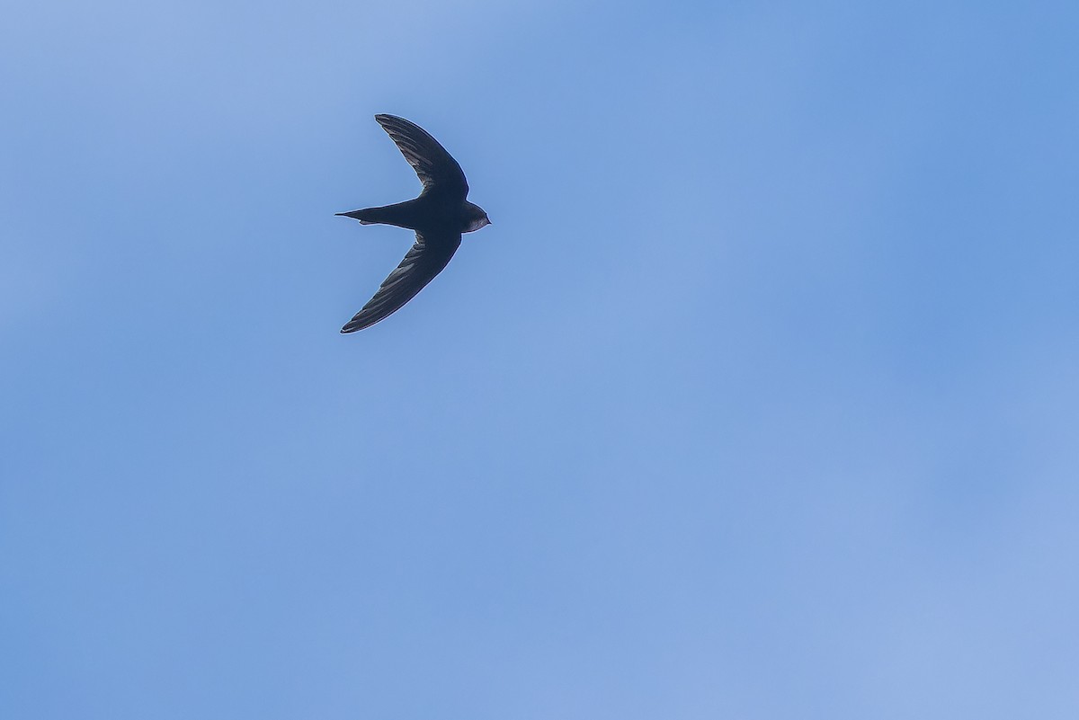 White-rumped Swift - ML642416488