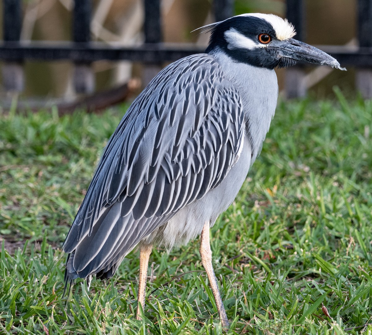 Yellow-crowned Night Heron - ML642416490