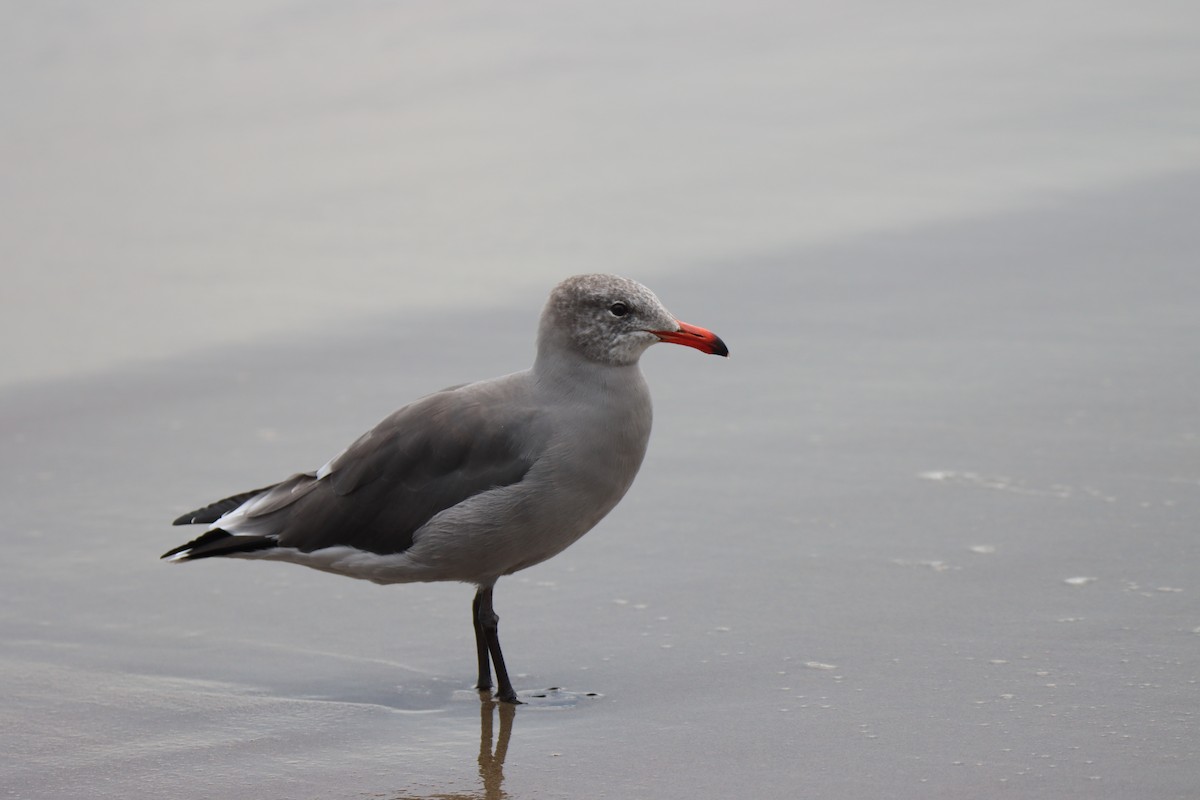Gaviota Mexicana - ML642416491