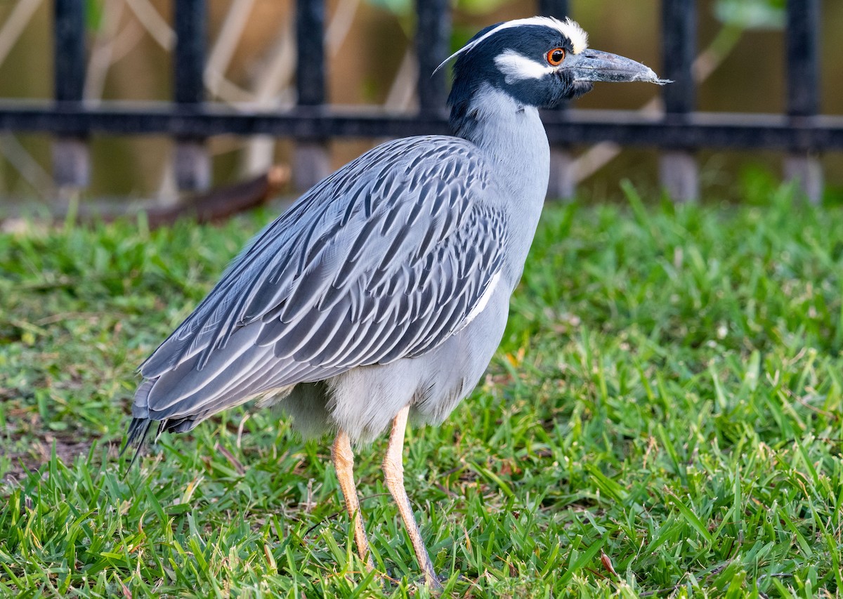 Yellow-crowned Night Heron - ML642416493
