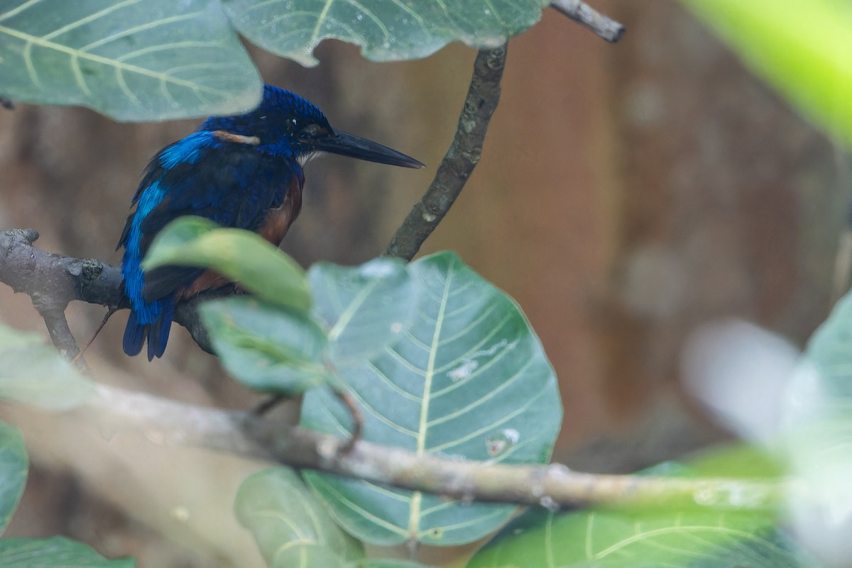 Shining-blue Kingfisher - ML642416497
