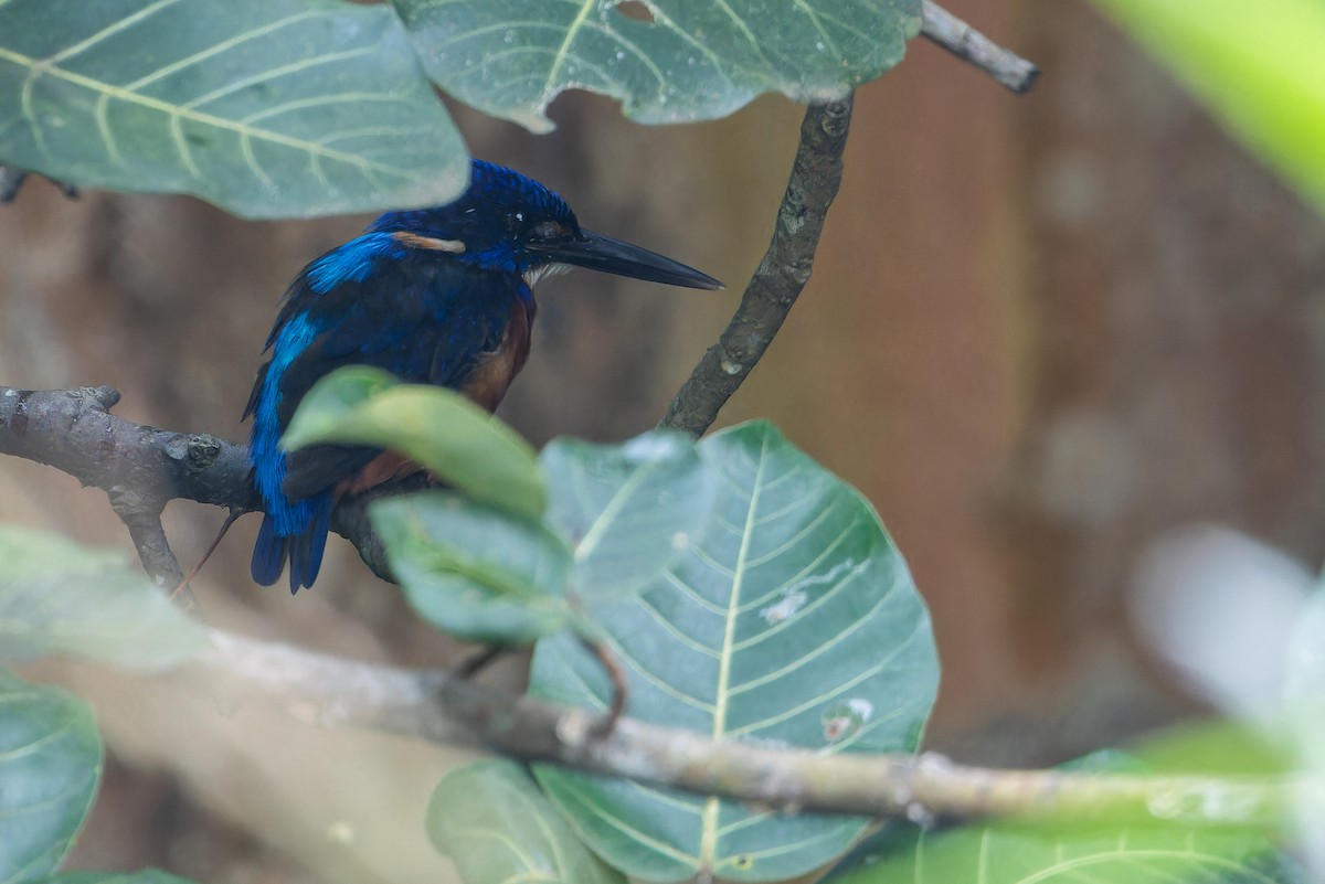 Shining-blue Kingfisher - ML642416499