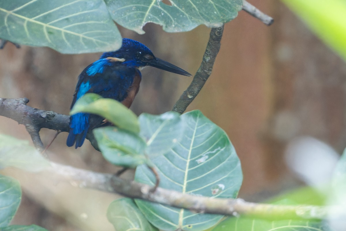 Shining-blue Kingfisher - ML642416501