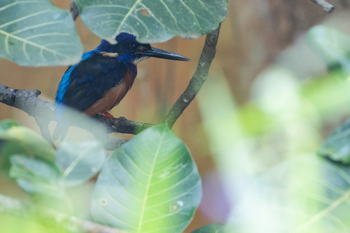 Shining-blue Kingfisher - ML642416503