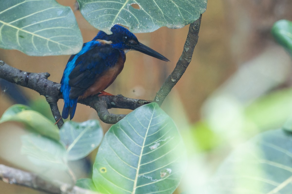 Shining-blue Kingfisher - ML642416504