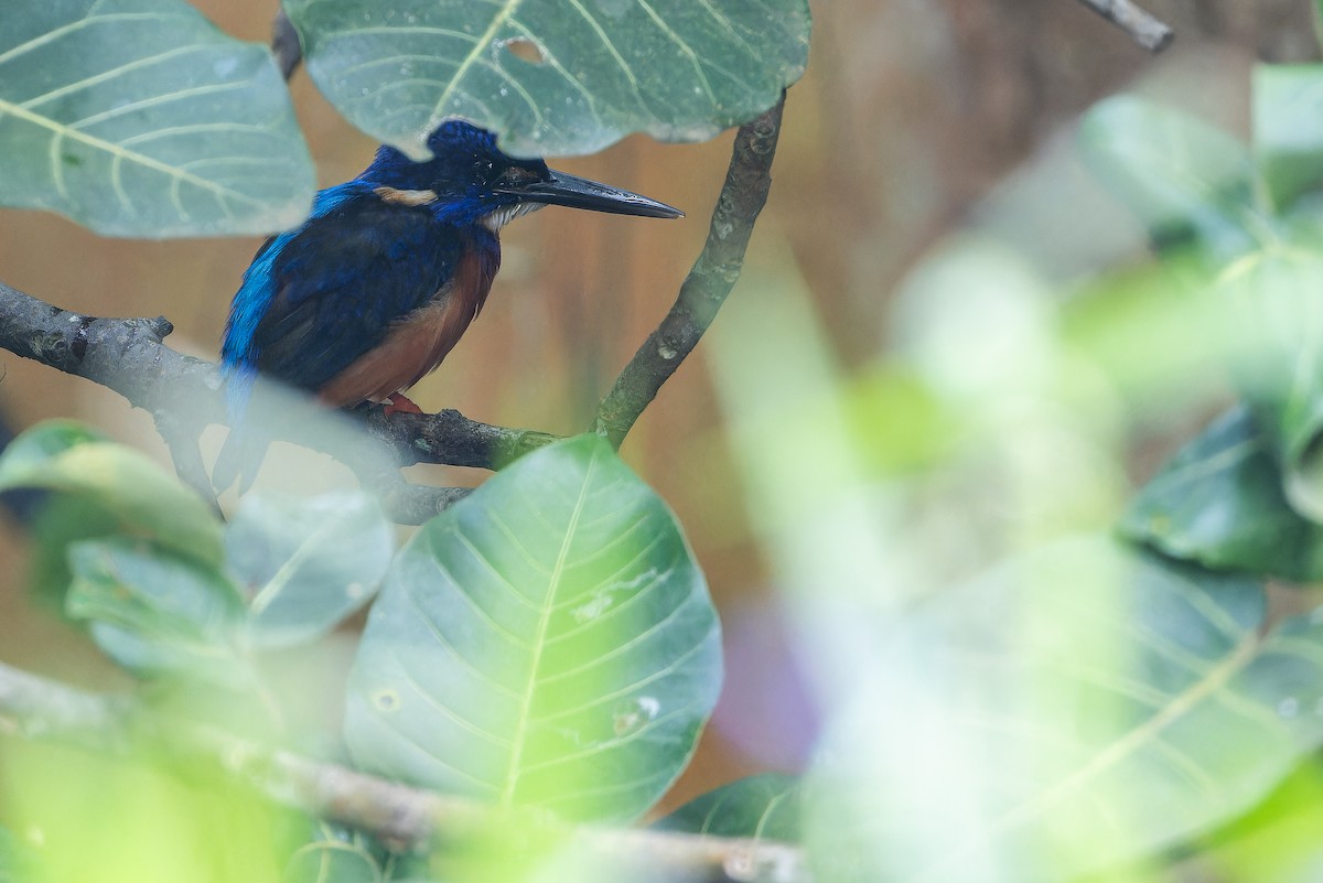 Shining-blue Kingfisher - ML642416505