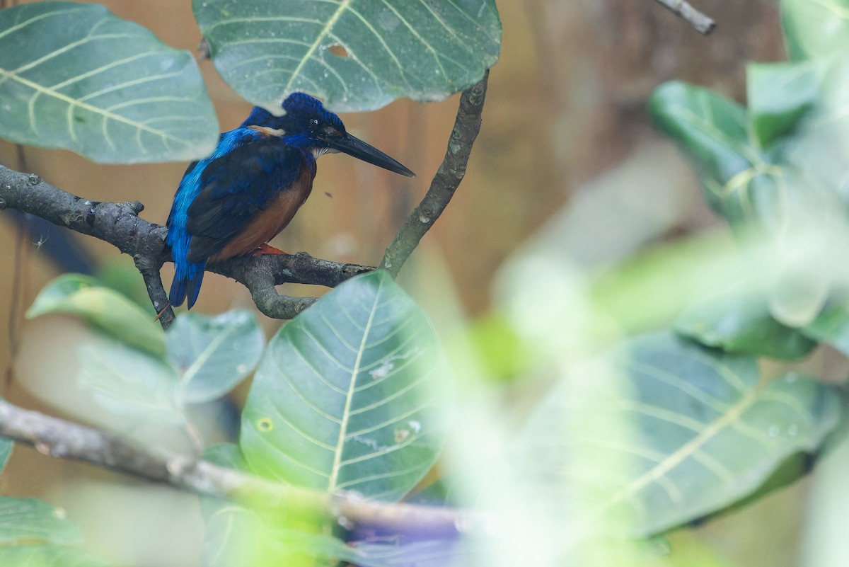 Shining-blue Kingfisher - ML642416506