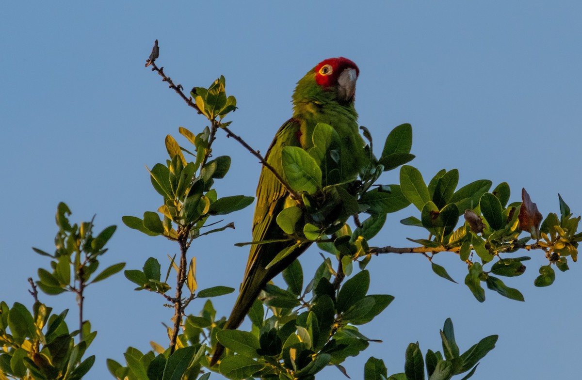 Red-masked Parakeet - ML642416507
