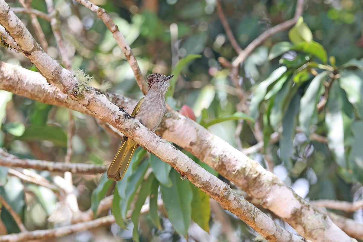 Mountain Bulbul - ML642416508