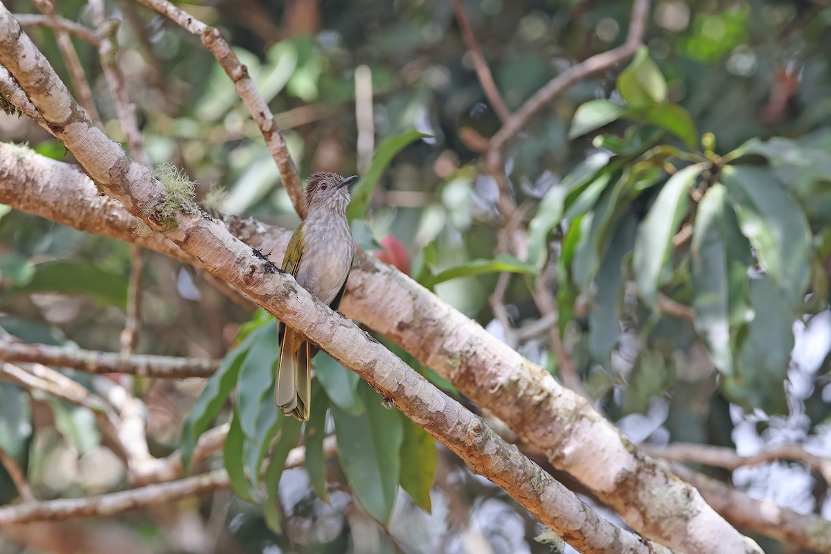 Mountain Bulbul - ML642416509