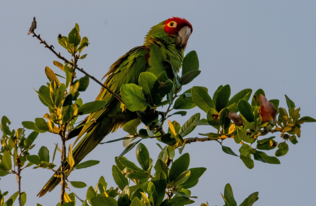 Red-masked Parakeet - ML642416512