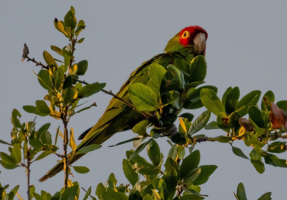 Red-masked Parakeet - ML642416517
