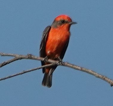 Mosquero Cardenal - ML642416519