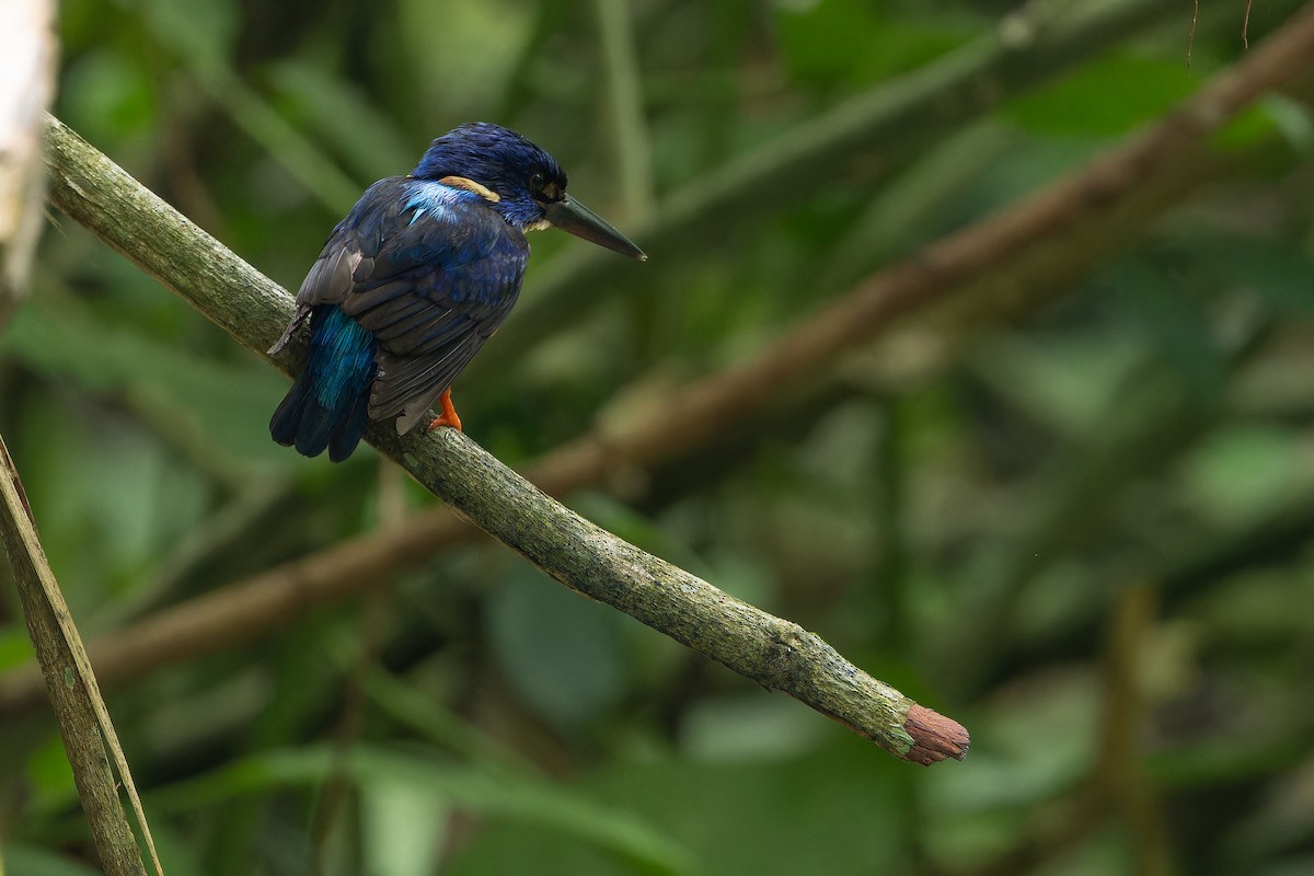 Shining-blue Kingfisher - ML642416538