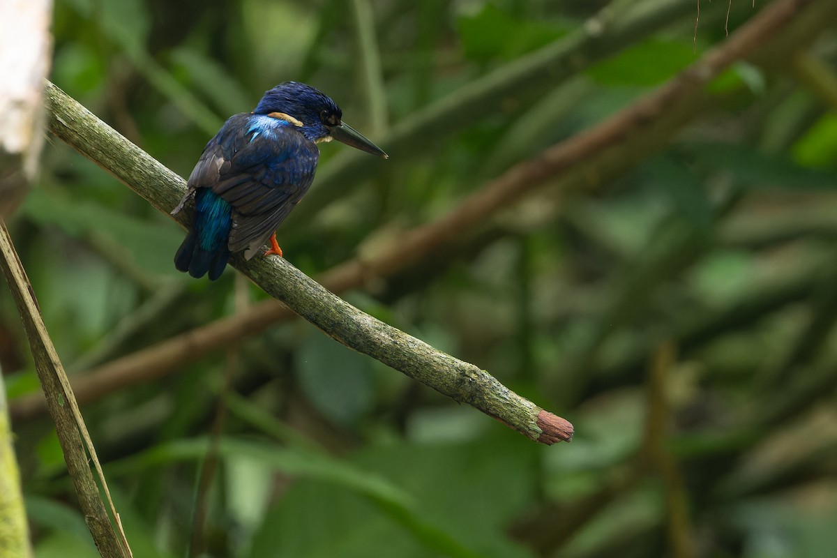 Shining-blue Kingfisher - ML642416540
