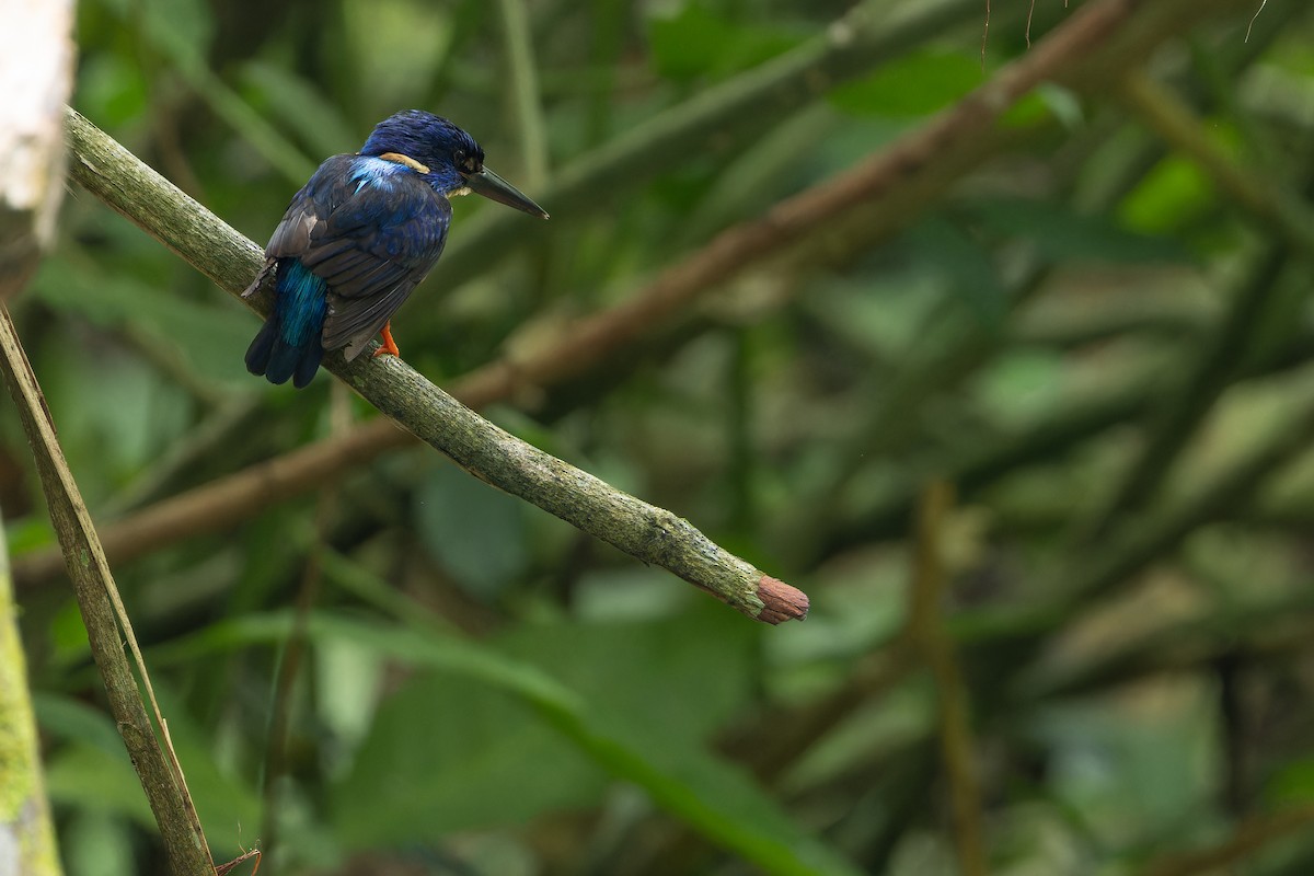 Shining-blue Kingfisher - ML642416541