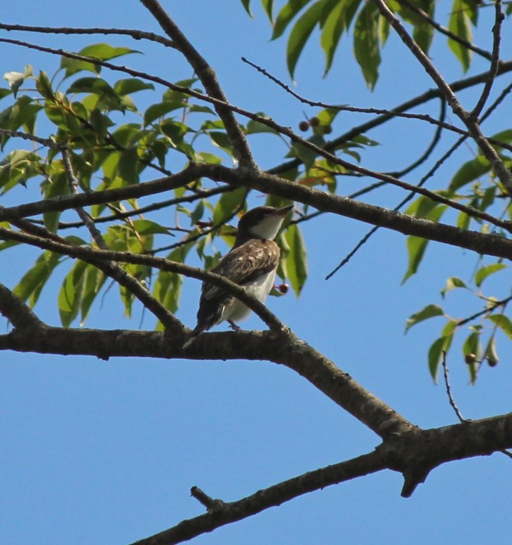 Eastern Kingbird - ML642416542